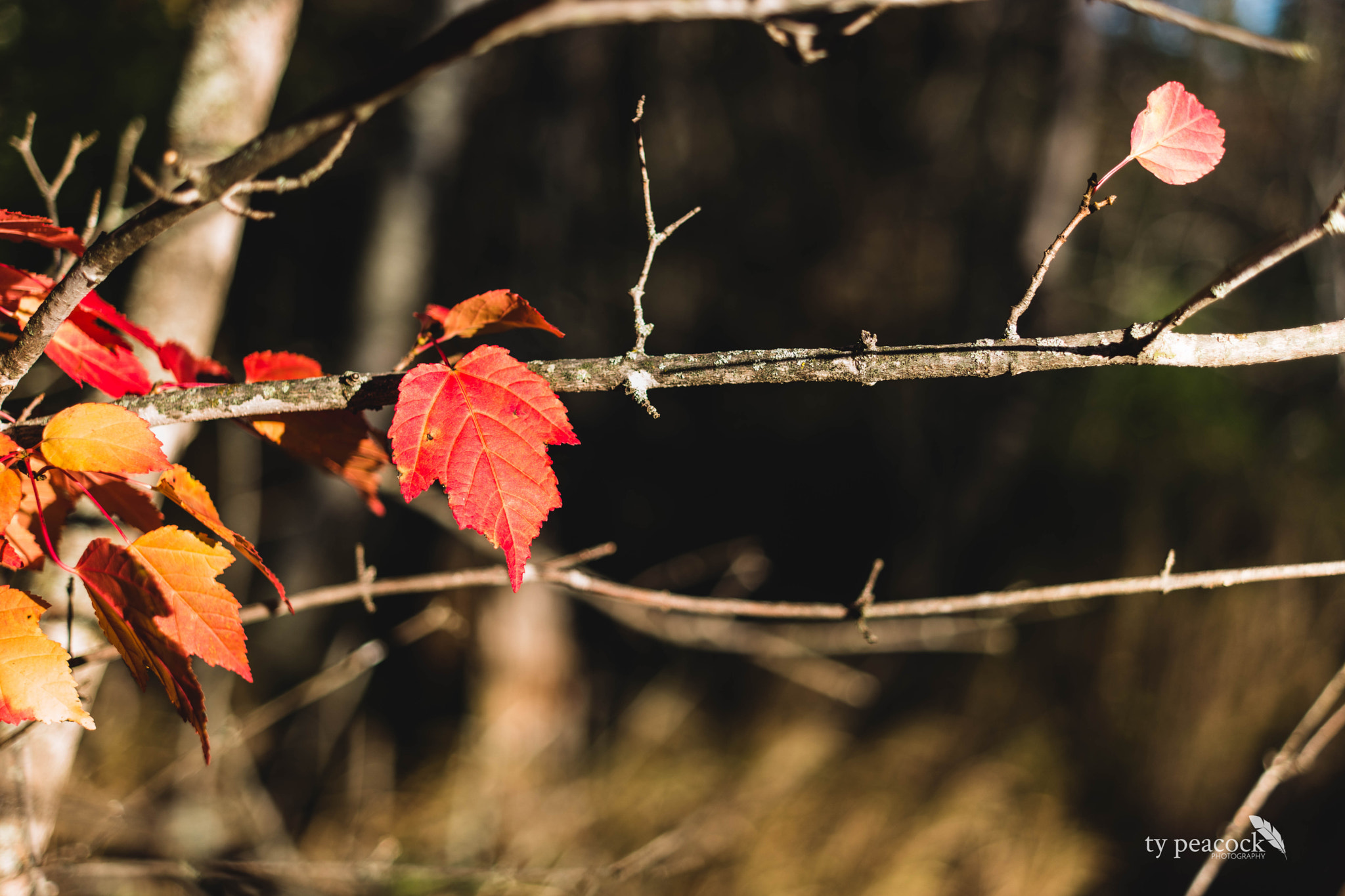 Samsung NX1 + Samsung NX 30mm F2 Pancake sample photo. Fall colours photography