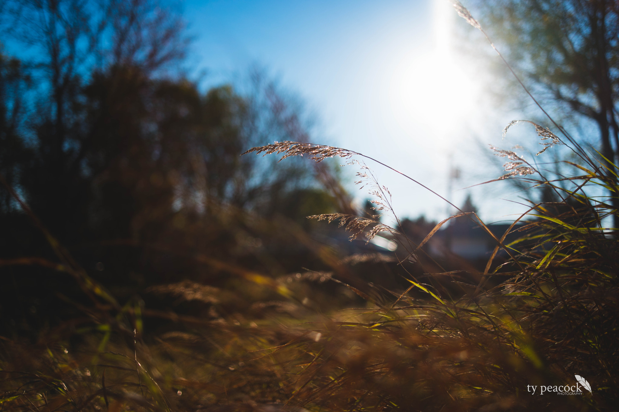 Samsung NX1 + Samsung NX 30mm F2 Pancake sample photo. Wind through the grass photography