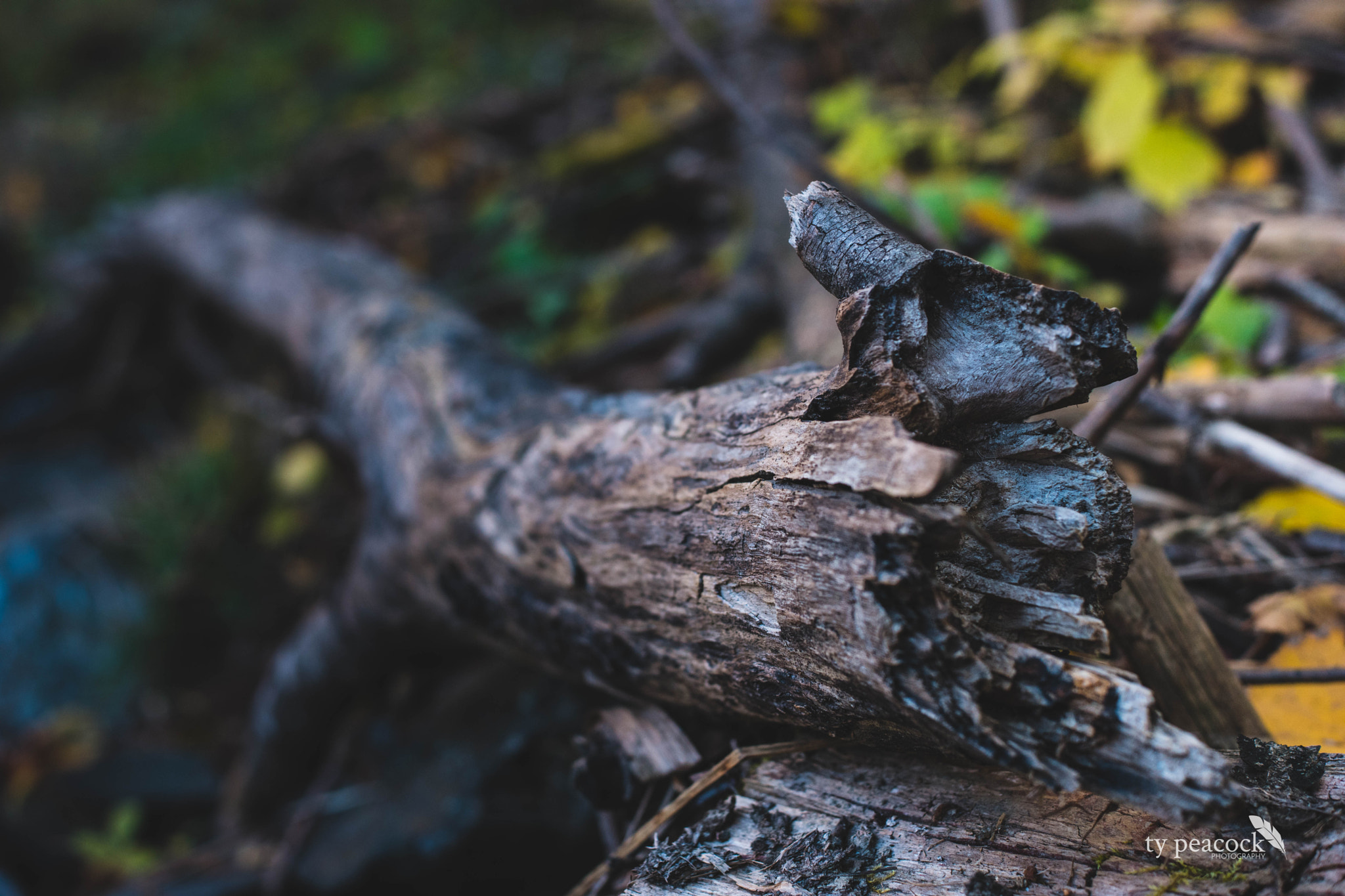 Samsung NX1 + Samsung NX 30mm F2 Pancake sample photo. Fallen by the river photography