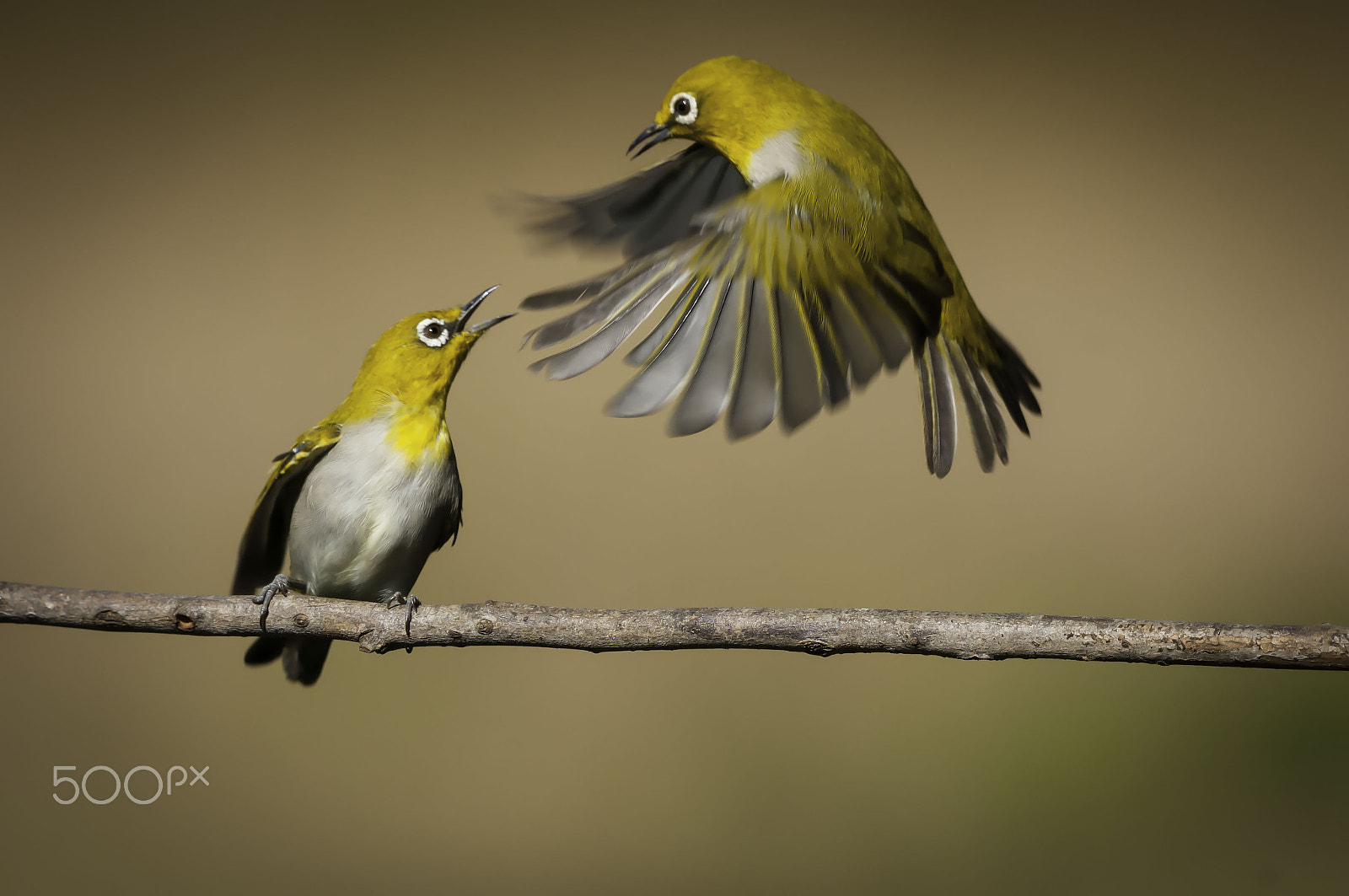 Nikon AF-S Nikkor 200-500mm F5.6E ED VR sample photo. Oriental white eye photography