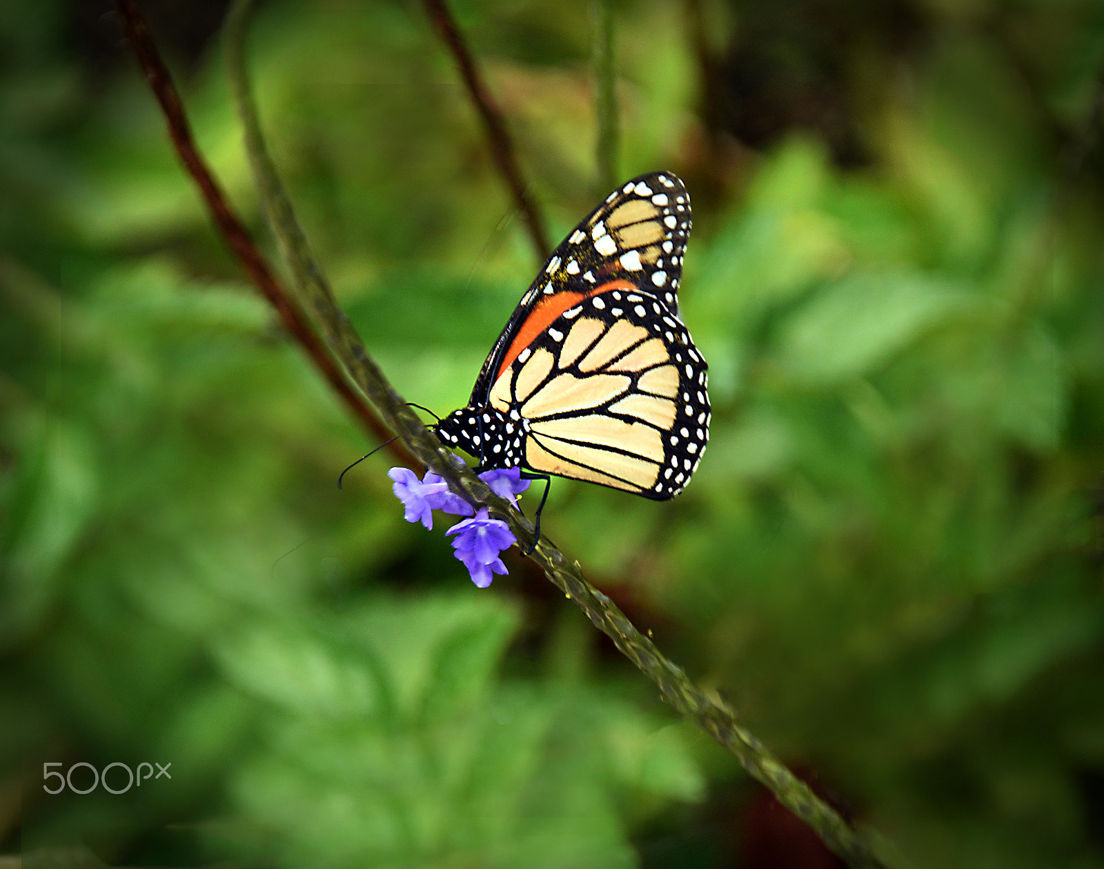 Nikon D810 + AF Zoom-Nikkor 35-80mm f/4-5.6D sample photo. A delicacy photography