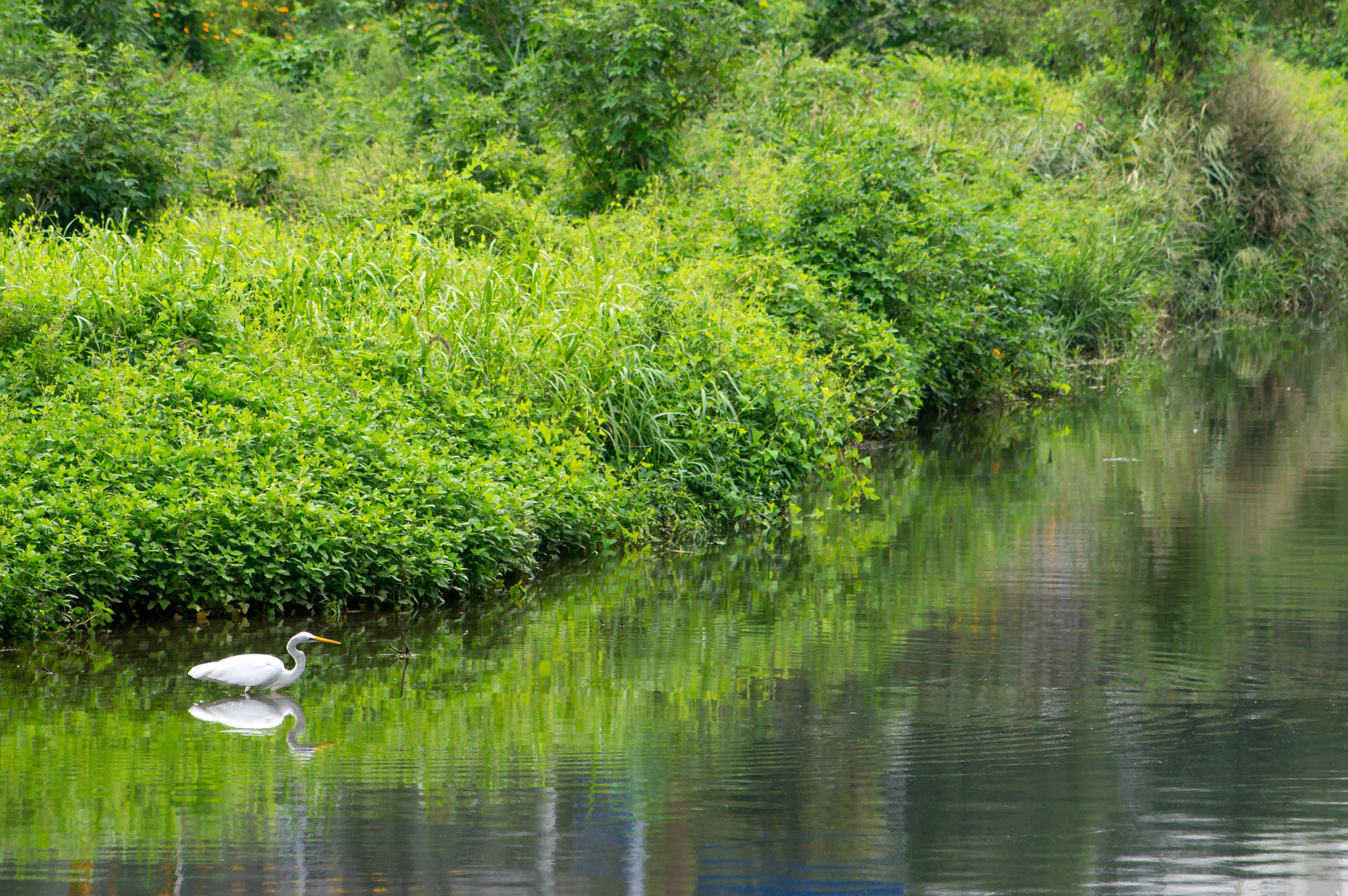 smc PENTAX-F 70-210mm F4-5.6 sample photo. Great egret photography