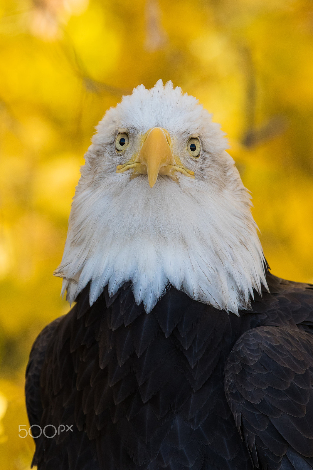 Canon EF 300mm F2.8L IS II USM sample photo. Donaldo or hilardo? photography
