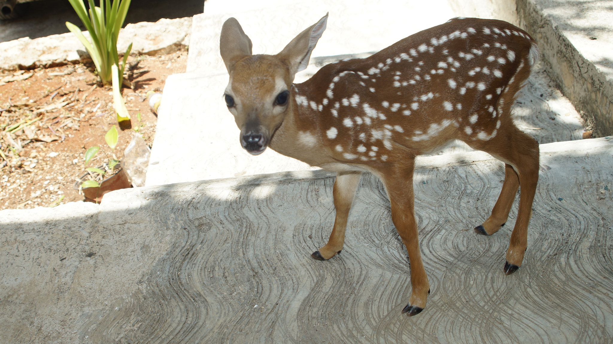 Sony SLT-A37 + Minolta AF 28-80mm F4-5.6 sample photo. Baby deer photography