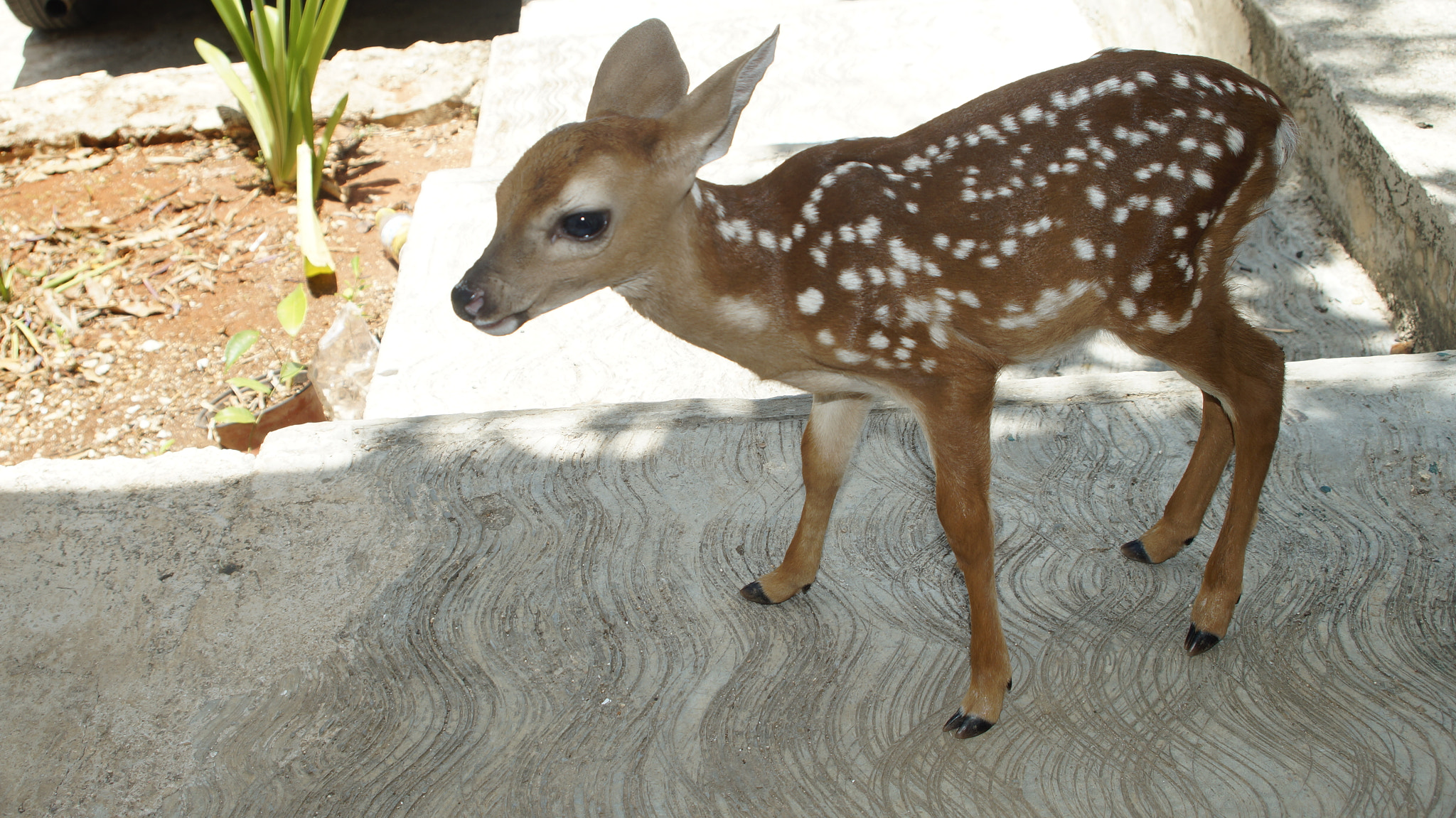 Minolta AF 28-80mm F4-5.6 sample photo. Baby deer photography