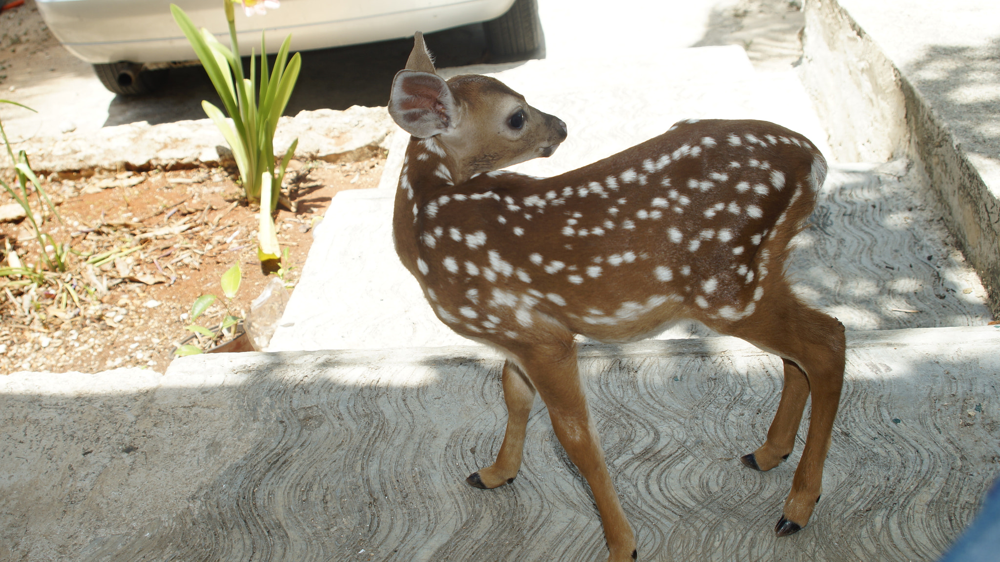 Minolta AF 28-80mm F4-5.6 sample photo. Baby deer photography