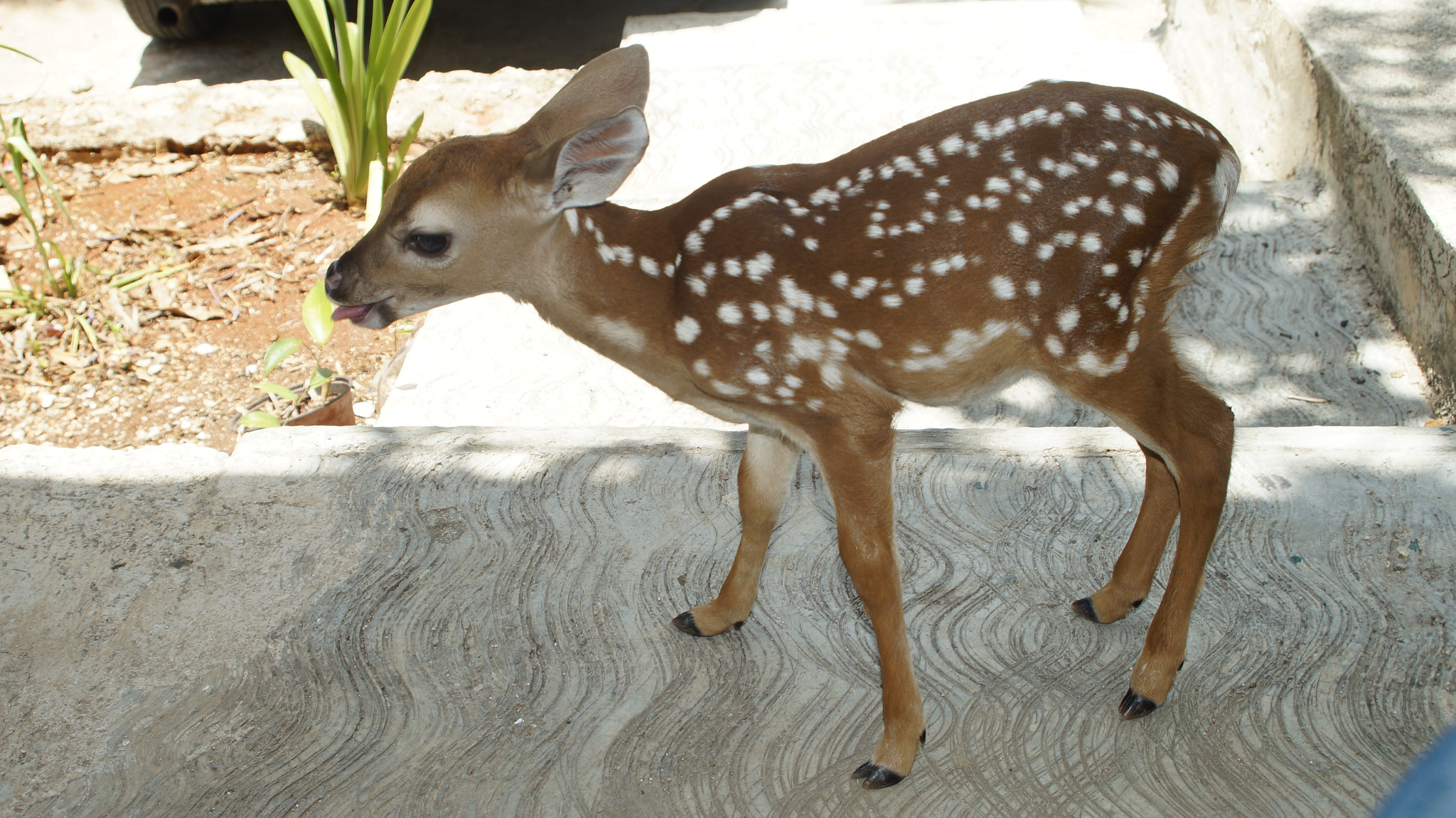 Sony SLT-A37 + Minolta AF 28-80mm F4-5.6 sample photo. Baby deer photography