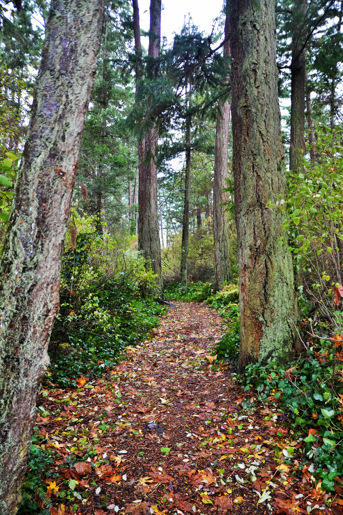 Nikon D3100 sample photo. Forest path and autumn leaves photography