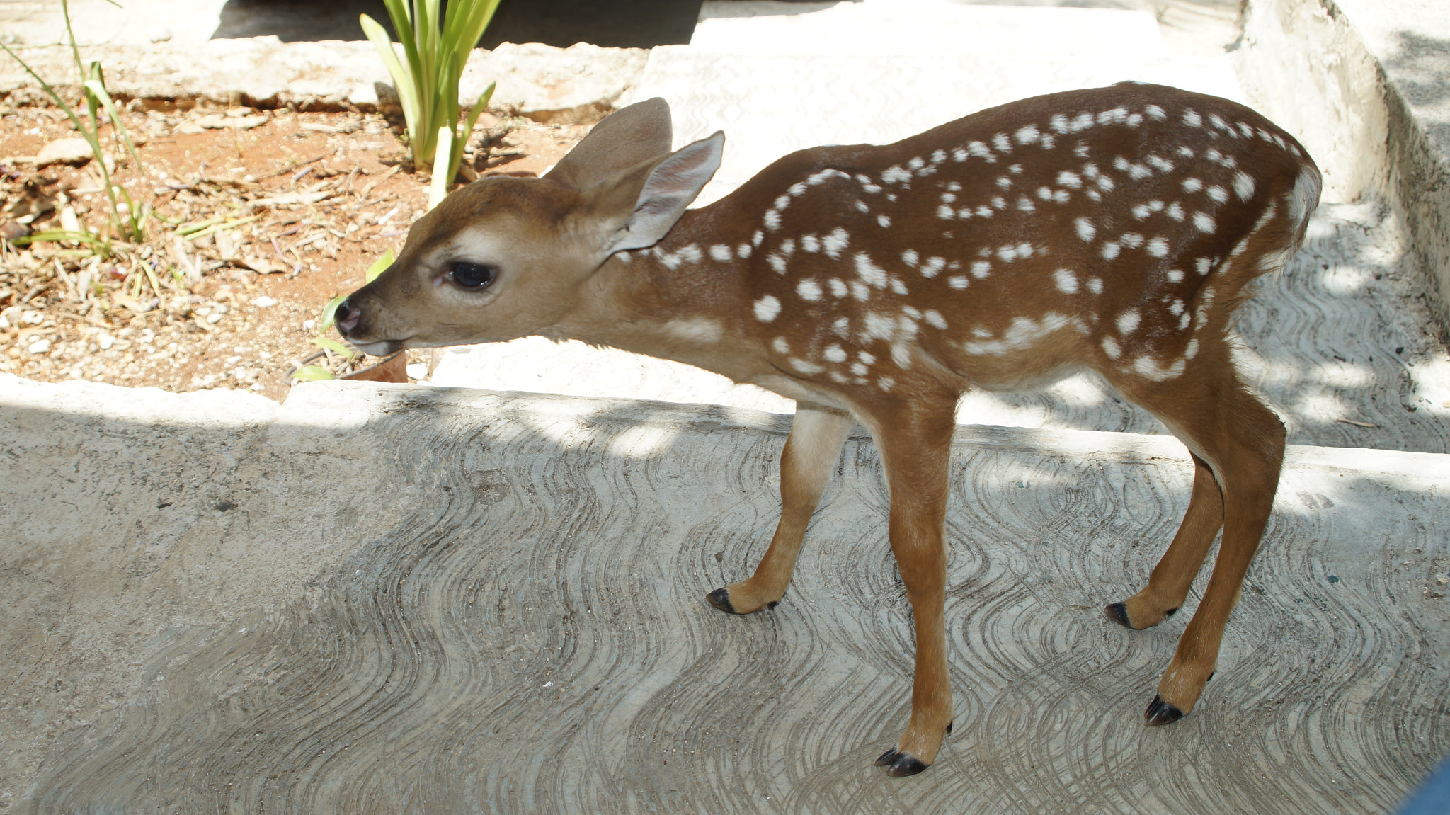 Minolta AF 28-80mm F4-5.6 sample photo. Baby deer photography