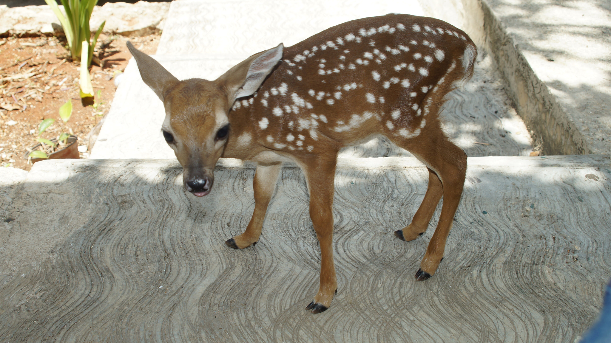 Sony SLT-A37 + Minolta AF 28-80mm F4-5.6 sample photo. Baby deer photography