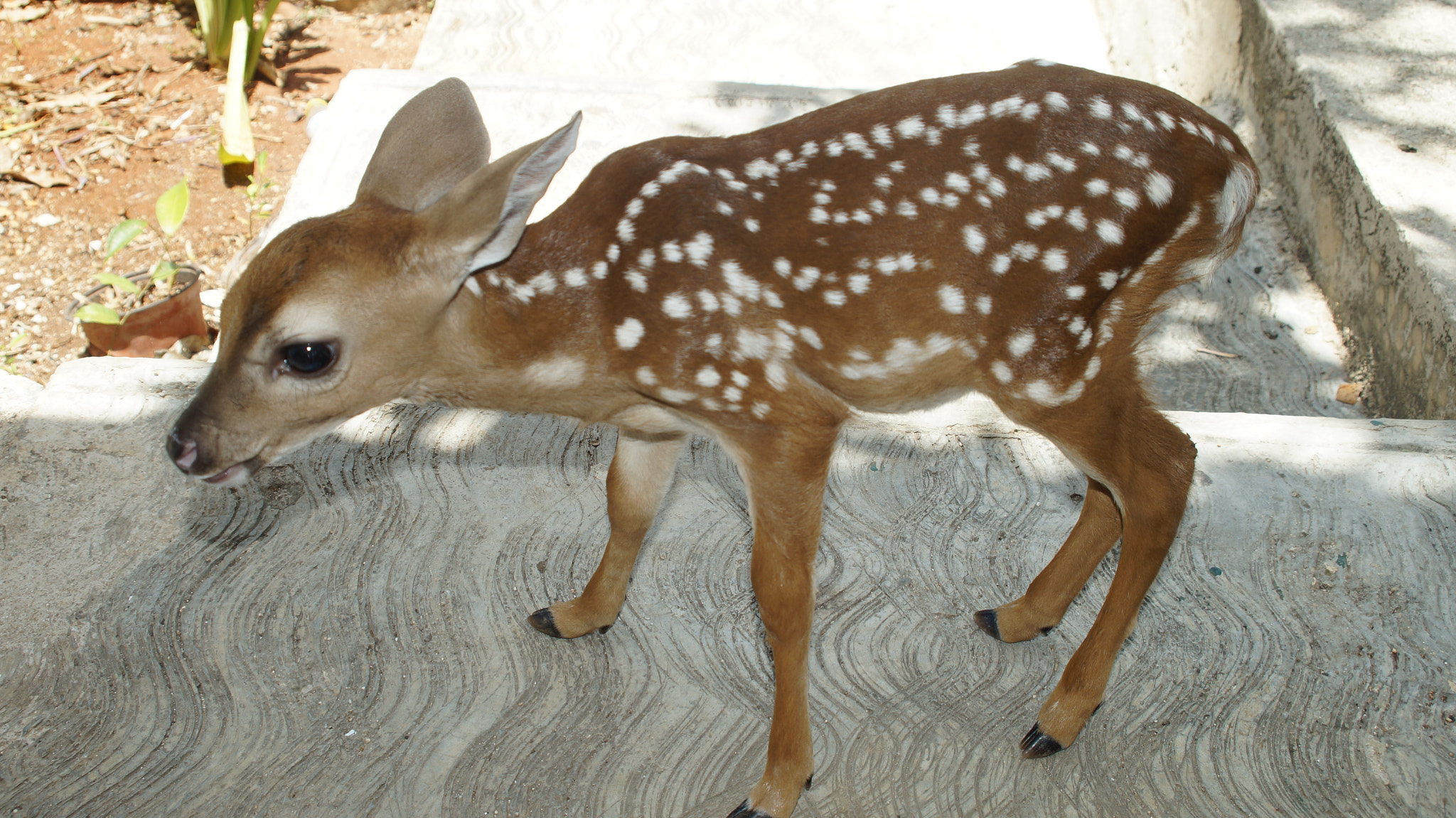 Sony SLT-A37 + Minolta AF 28-80mm F4-5.6 sample photo. Baby deer photography