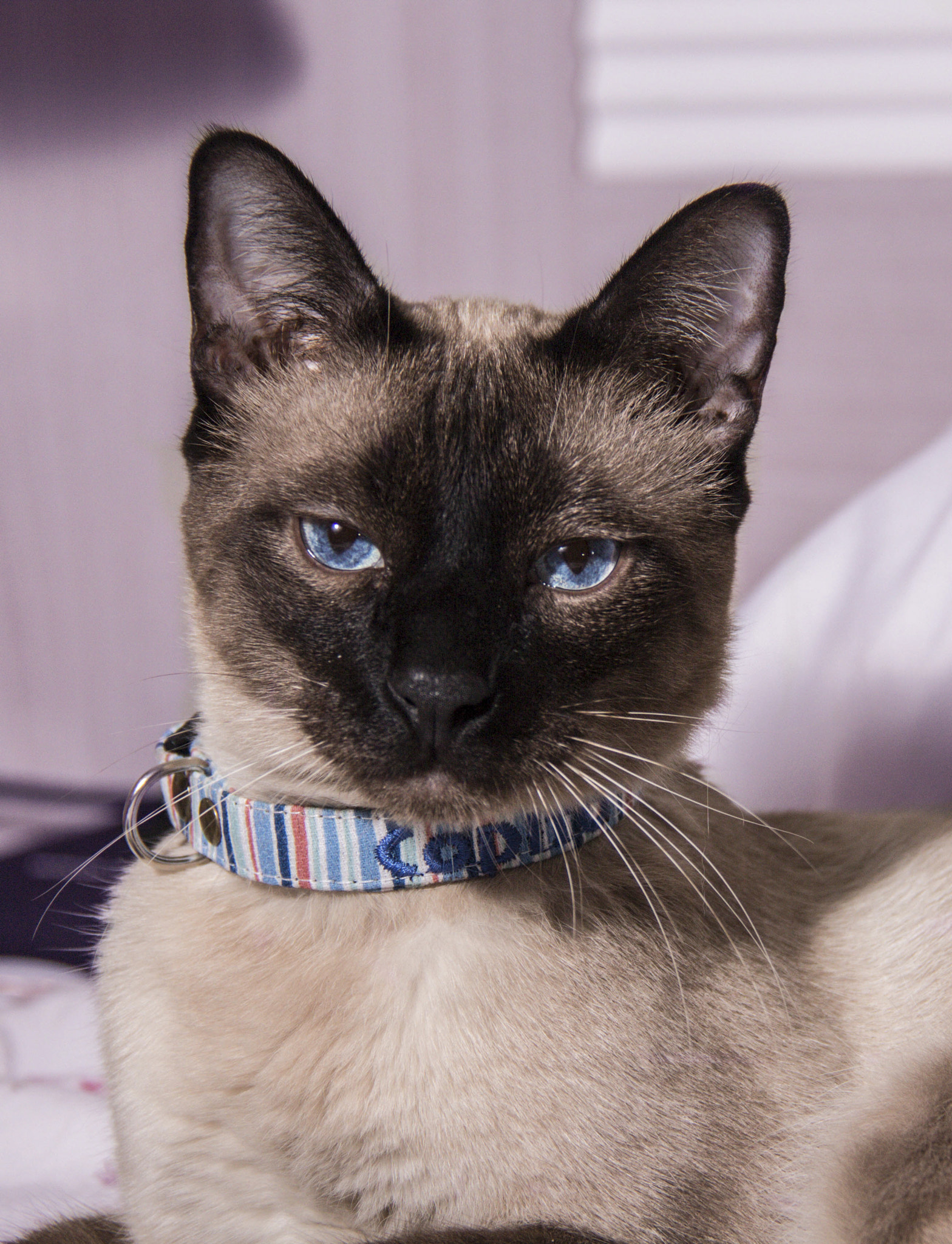 Canon EOS 650D (EOS Rebel T4i / EOS Kiss X6i) sample photo. "adore me human"- copito photography