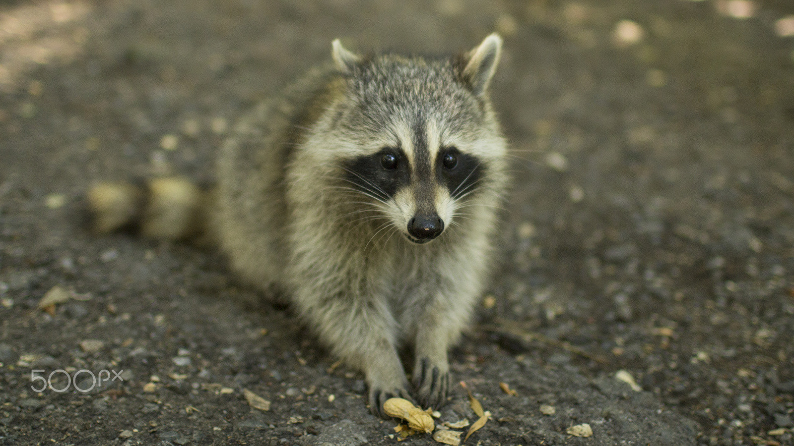 Canon EOS 60D + Canon EF 35mm F1.4L USM sample photo. Racoon photography