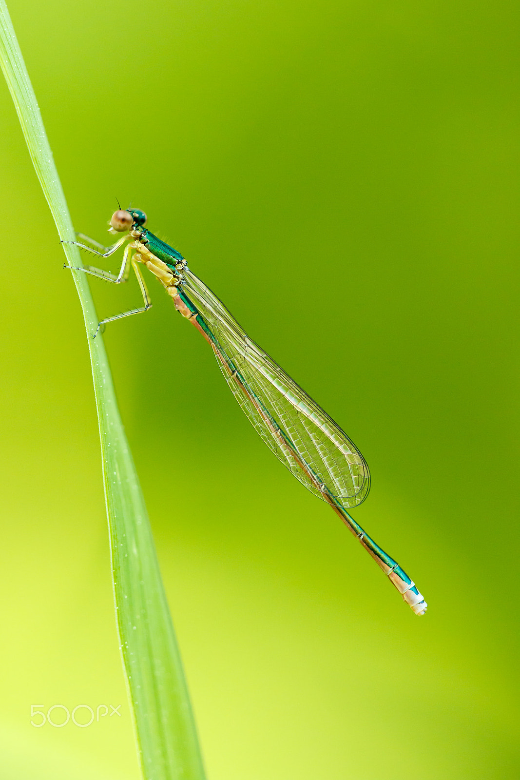 Sigma APO Macro 150mm f/2.8 EX DG HSM sample photo. Damselfly photography