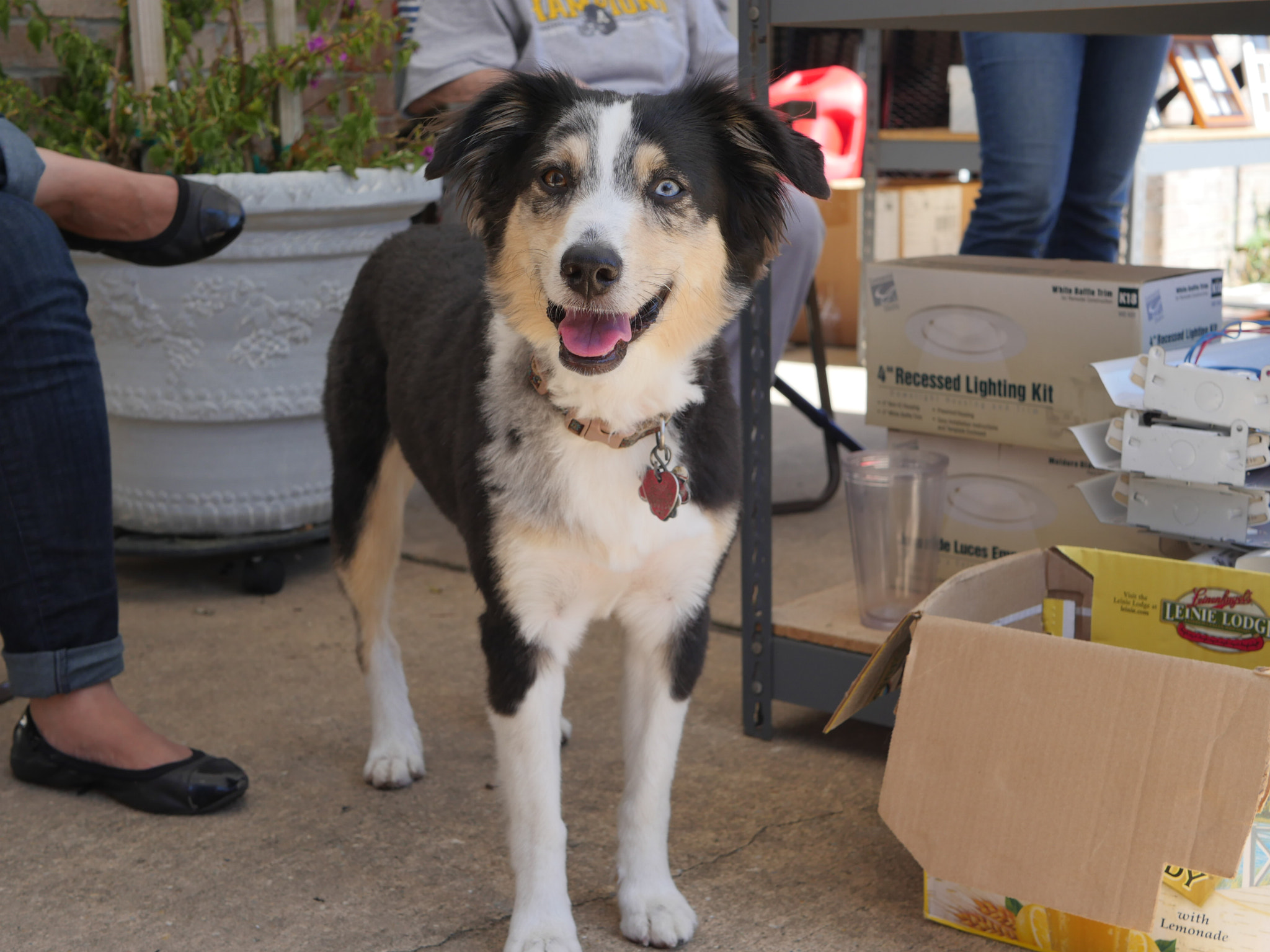 Panasonic Lumix DMC-GX8 + LUMIX G 25/F1.7 sample photo. Dog at yard sale photography