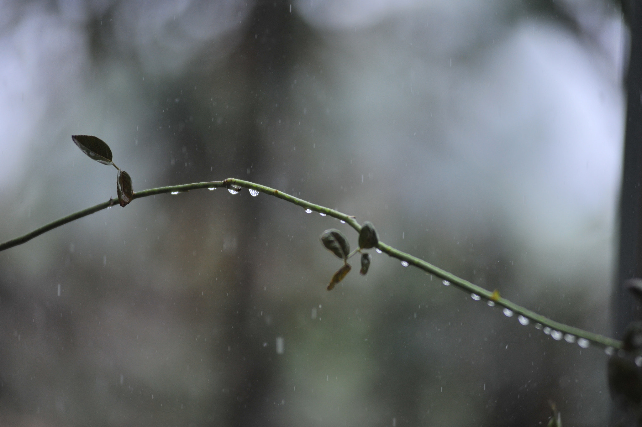 Nikon AF-Nikkor 80-200mm F2.8D ED sample photo. Under the rain photography