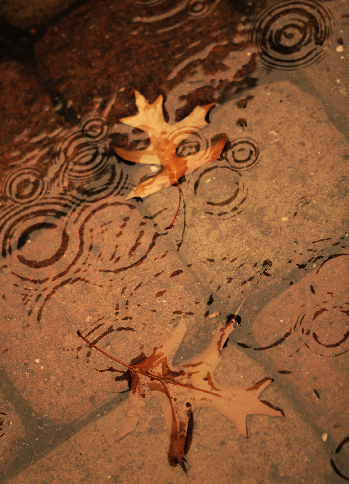 Sigma 105mm F2.8 EX DG OS HSM sample photo. Autumnal geometry photography