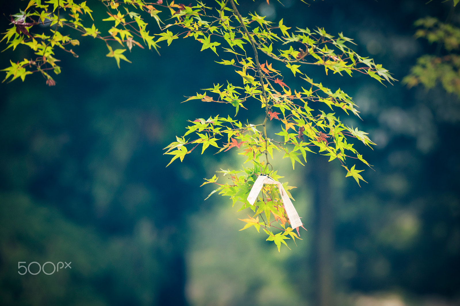Sony a7R II + Sony 70-300mm F4.5-5.6 G SSM sample photo. Small wish in the autumn photography