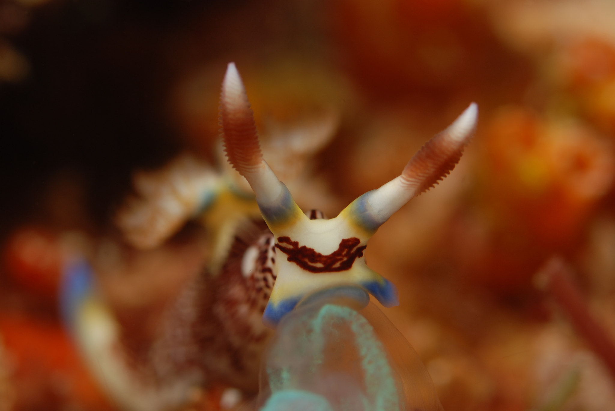 Nikon D80 + AF Micro-Nikkor 60mm f/2.8 sample photo. Nembrotha lineolata photography