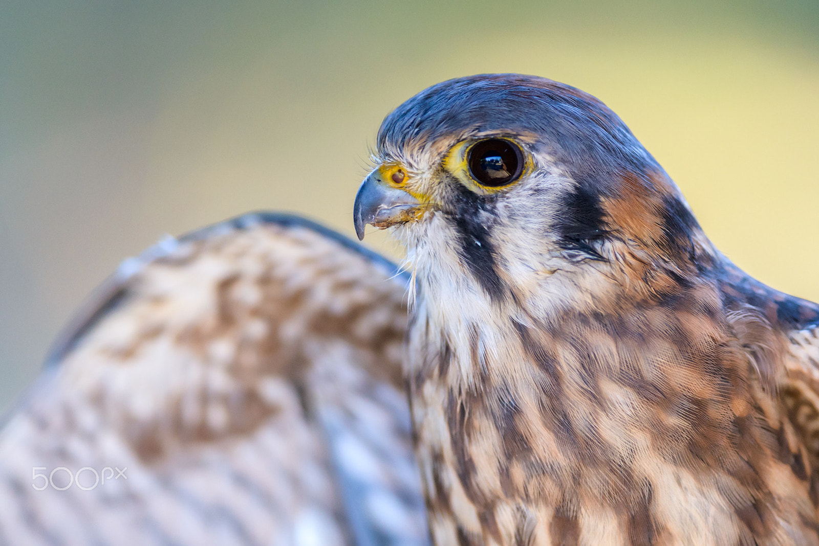 Nikon D800E sample photo. Portrait of an american kestrel photography