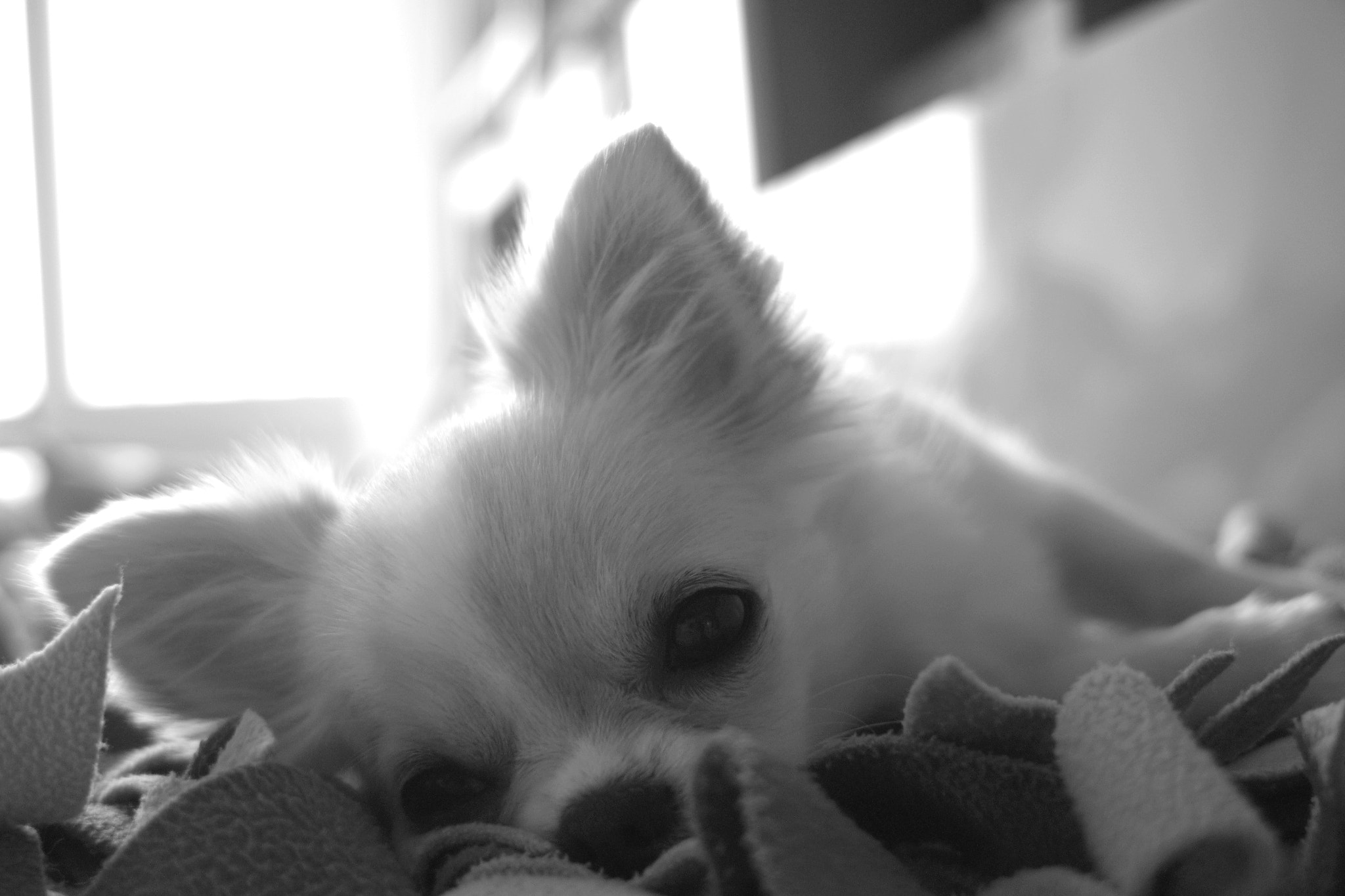 Sigma DP2 sample photo. Dotori photography