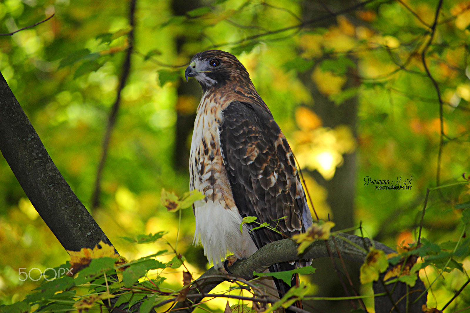 Canon EOS 600D (Rebel EOS T3i / EOS Kiss X5) + 55.0 - 250.0 mm sample photo. Color perched hawk photography