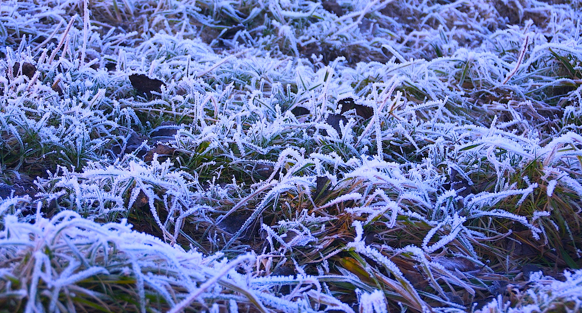 Canon EOS 40D sample photo. Frost.covered photography