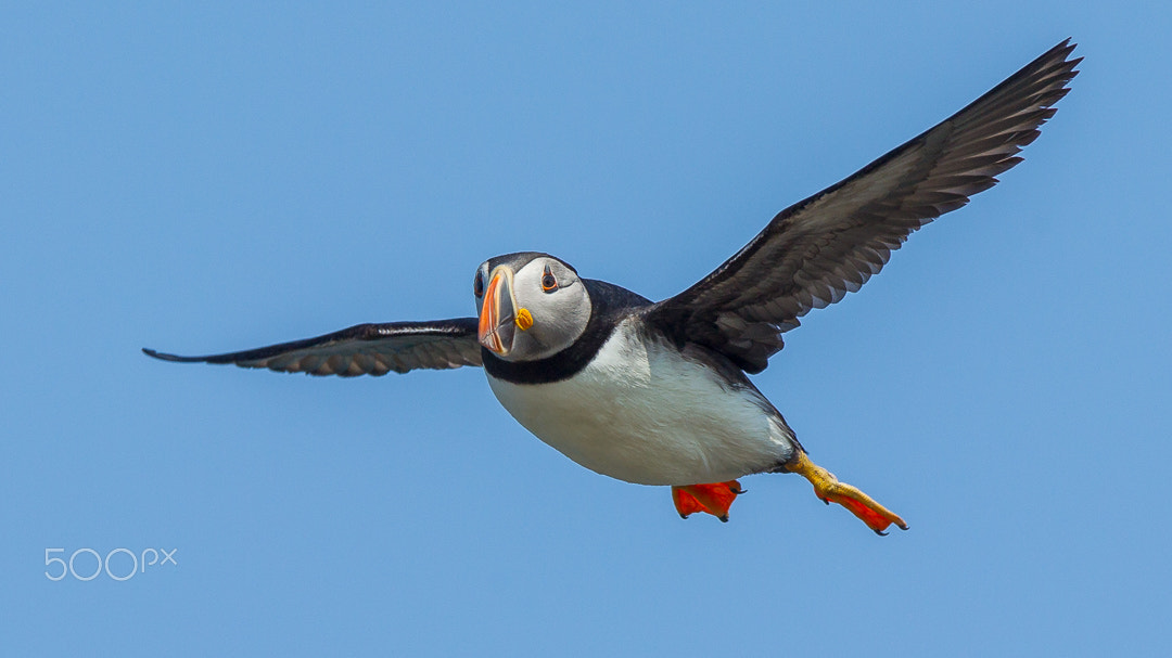 Canon EF 300mm F2.8L IS USM sample photo. Puffin / macareux moine photography