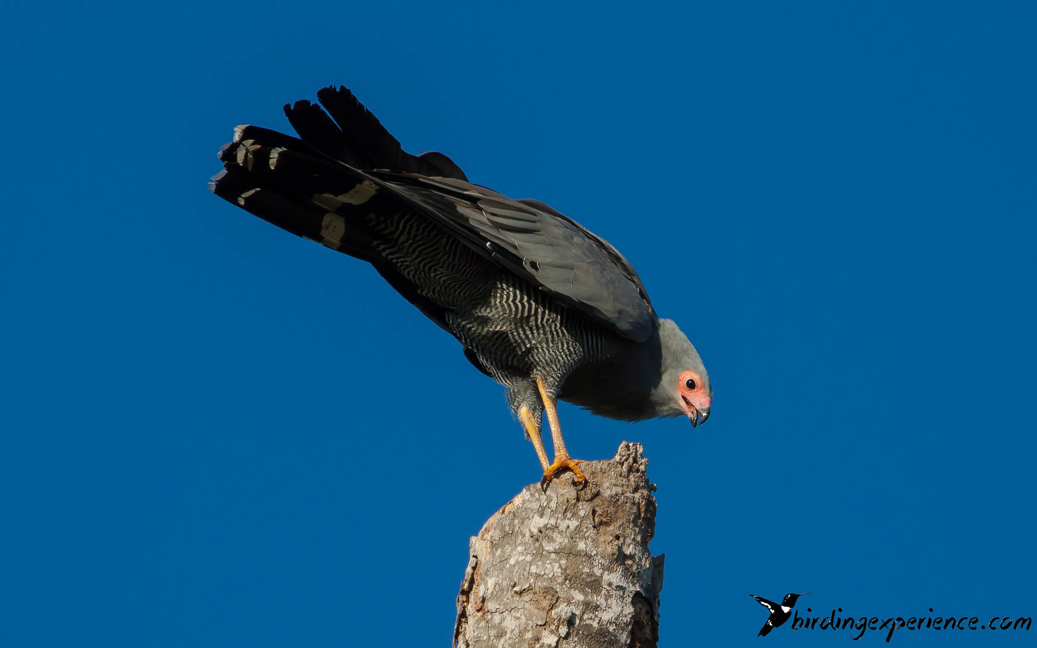 Canon EF 100-400mm F4.5-5.6L IS USM sample photo. African harrier-hawk or gymnogene (polyboroides typus) photography