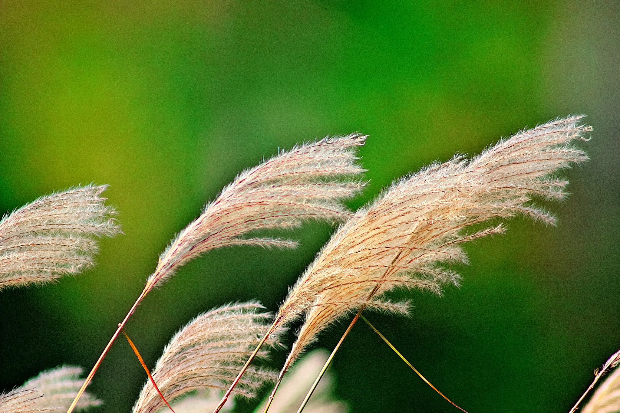 Sony SLT-A77 sample photo. The answer is blowin' in the wind photography