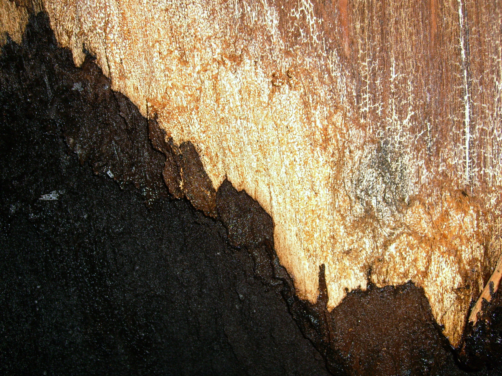 Samsung KENOX S730  / Samsung S730 sample photo. Inside a broken tree photography