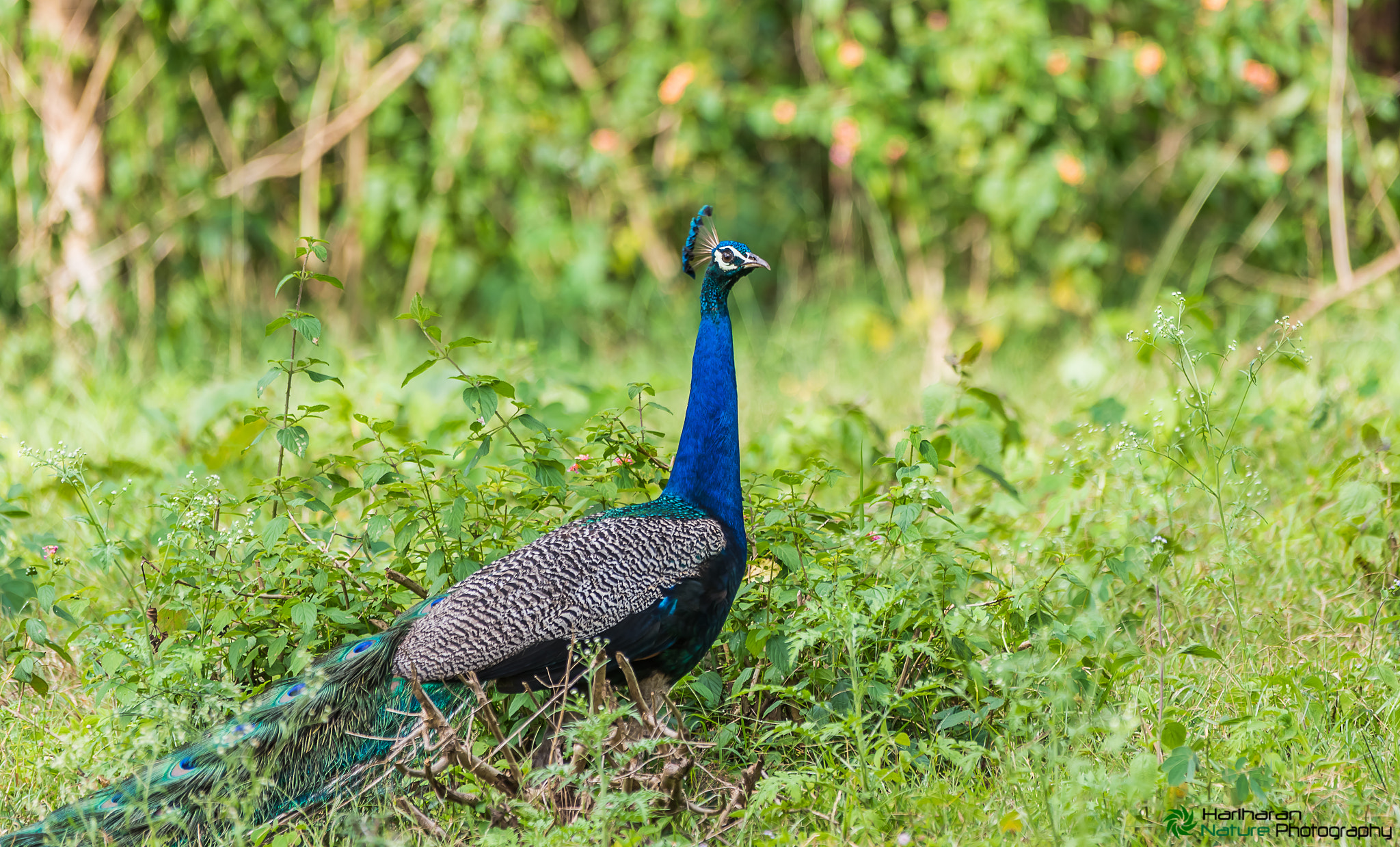 Sigma 150-500mm F5-6.3 DG OS HSM sample photo. Male peacock photography