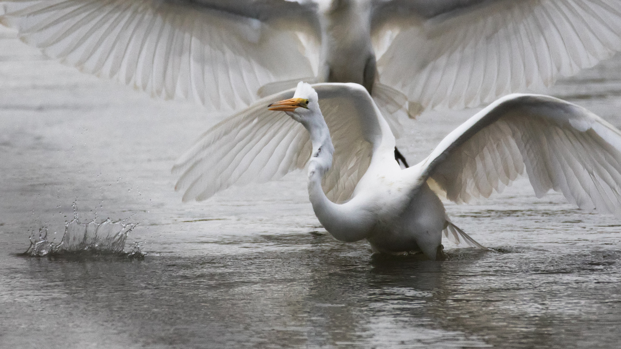 Canon EF 70-200mm F2.8L IS II USM sample photo. Flight response photography