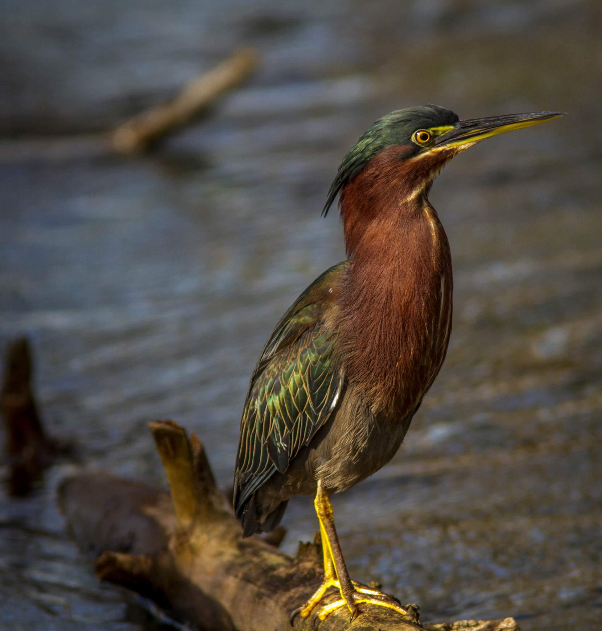 Canon EF 300mm F4L IS USM sample photo. Everglade birds photography