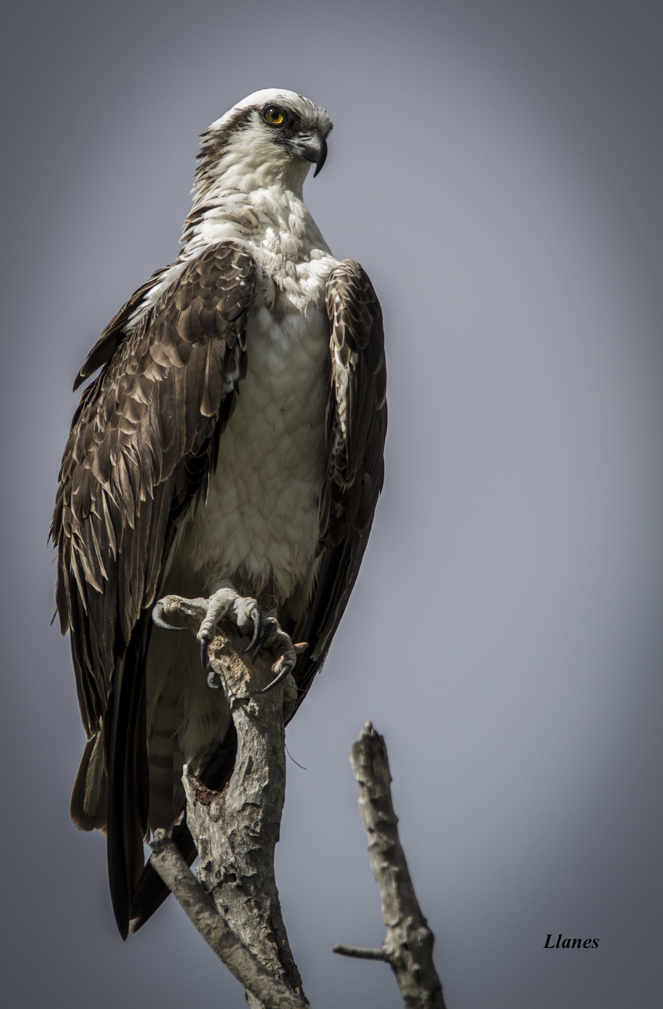 Canon EF 300mm F4L IS USM sample photo. Everglade birds photography