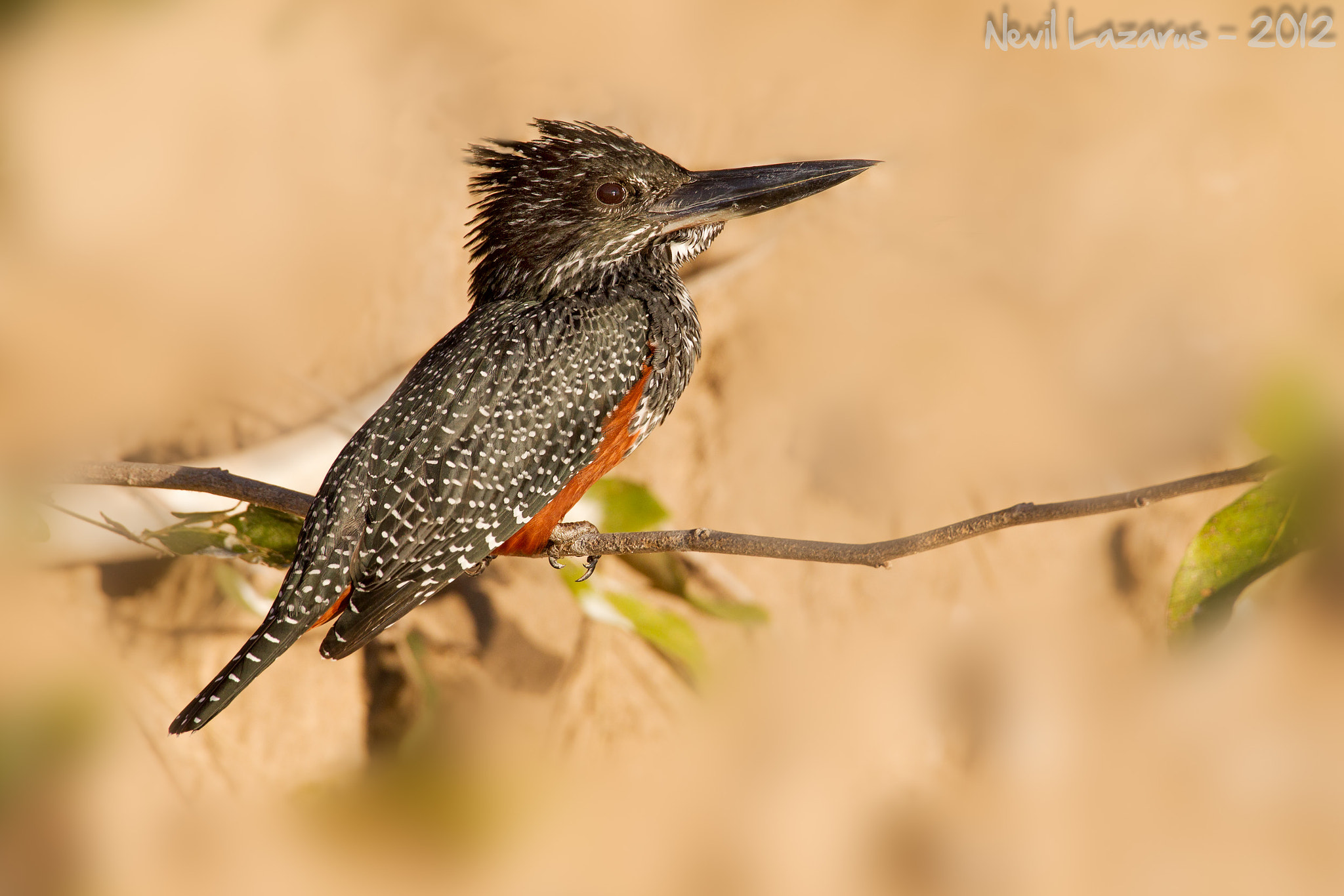 Canon EF 300mm F2.8L IS USM sample photo. Giant kingfisher photography