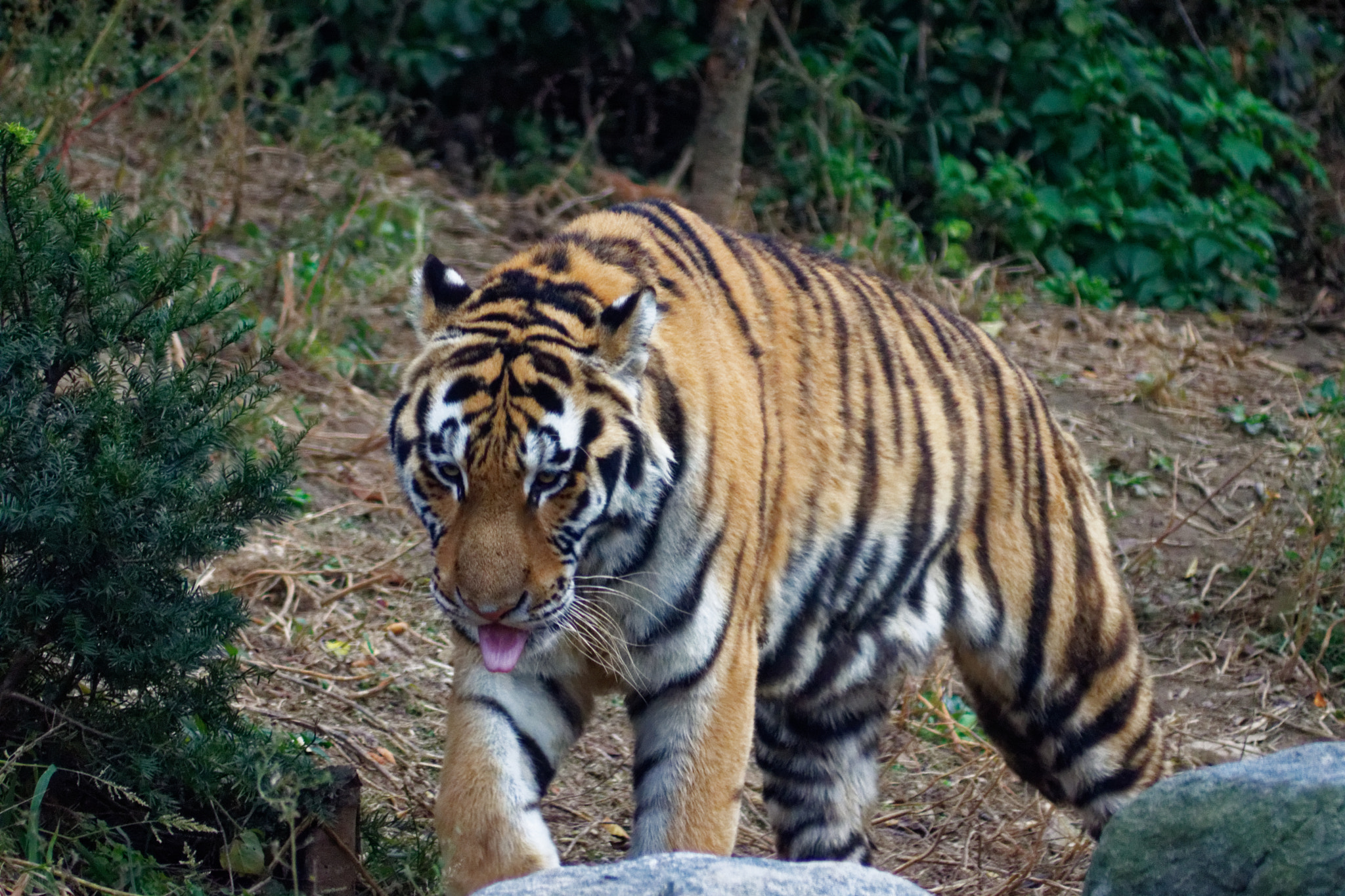 Sony 75-300mm F4.5-5.6 sample photo. Tiger photography
