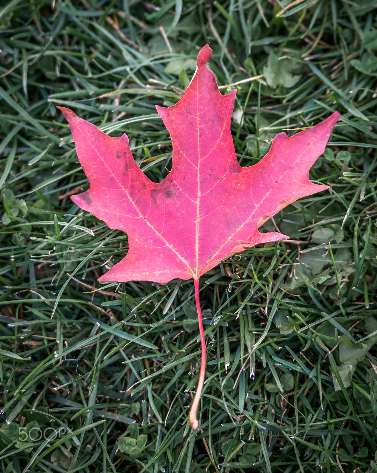 Samsung NX1000 + Samsung NX 50-200mm F4-5.6 ED OIS sample photo. Maple leaf - fall photography