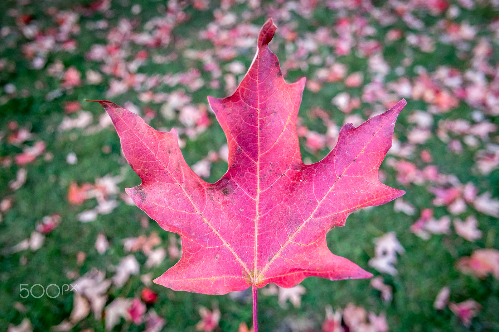 Samsung NX1000 + Samsung NX 16mm F2.4 Pancake sample photo. Fall photography