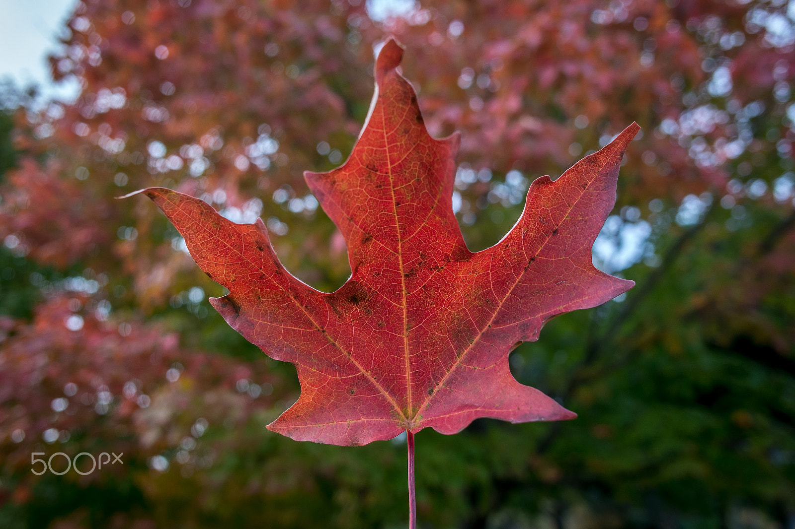 Samsung NX 16mm F2.4 Pancake sample photo. Flag of canada photography