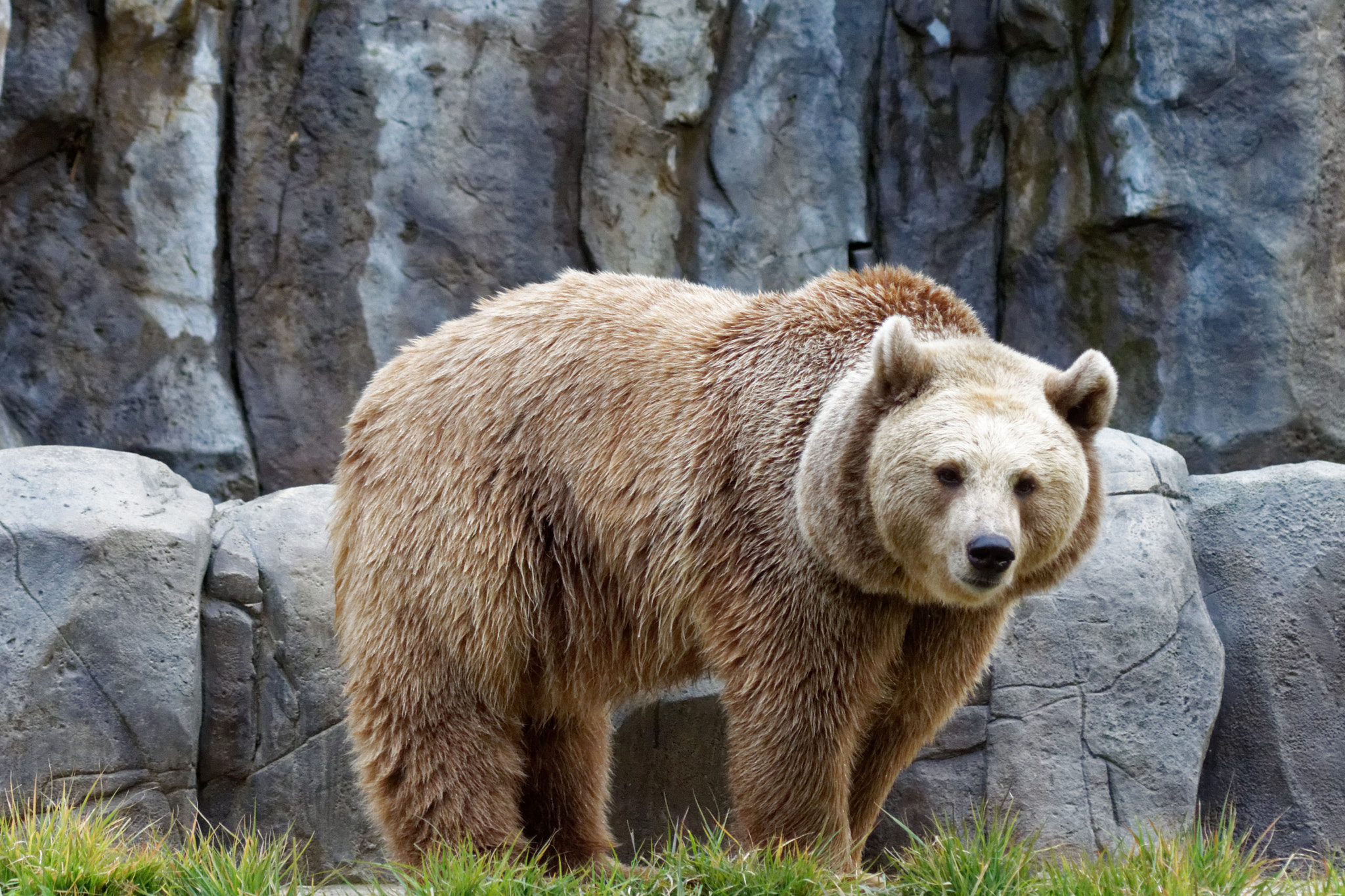 Sony 75-300mm F4.5-5.6 sample photo. Brown bear photography