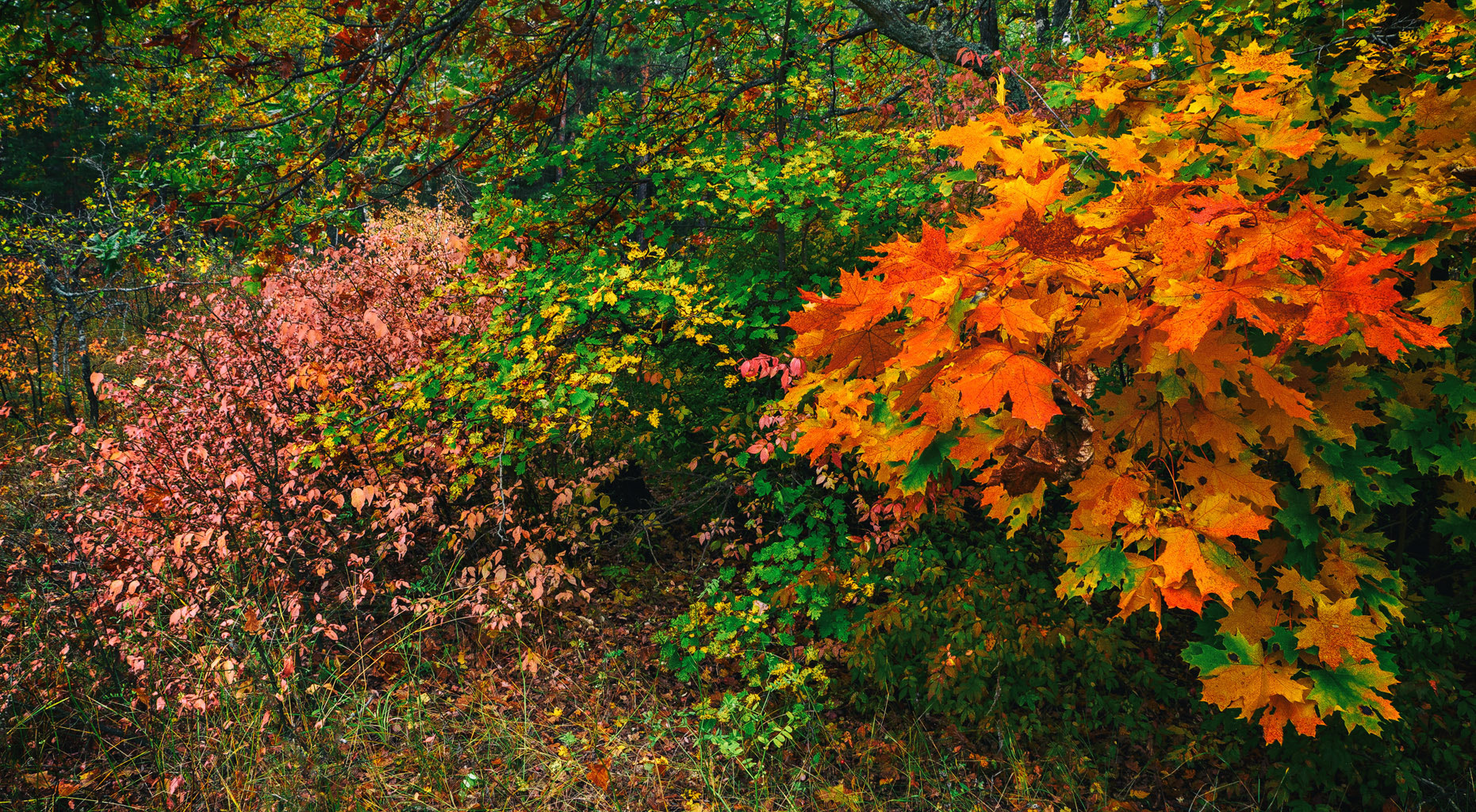 Olympus Zuiko Digital ED 12-60mm F2.8-4.0 SWD sample photo. Colors of autumn_i photography