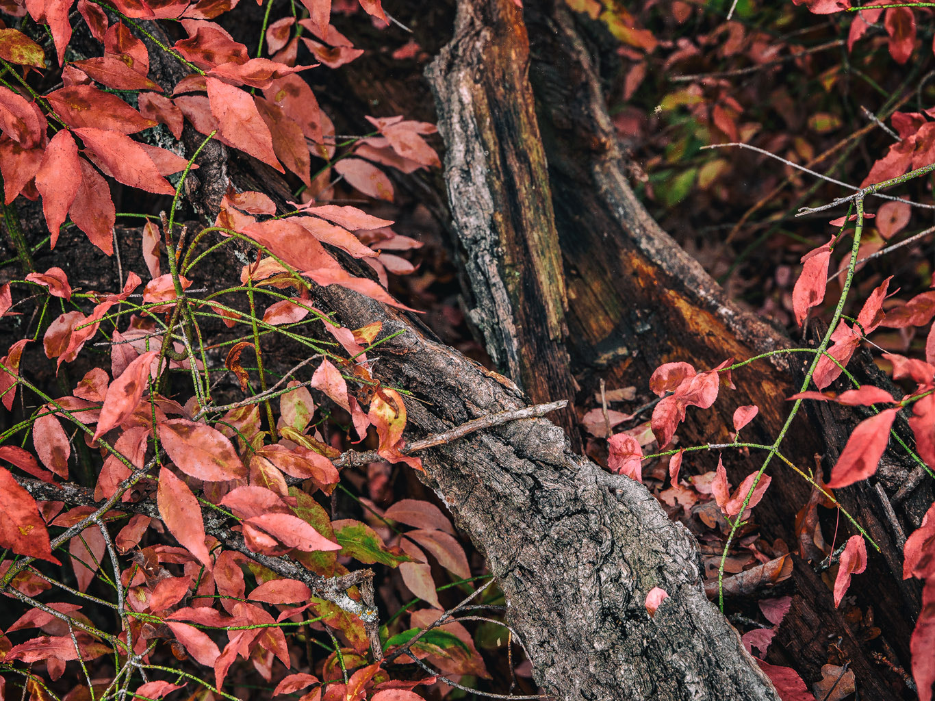 Olympus Zuiko Digital ED 12-60mm F2.8-4.0 SWD sample photo. Colors of autumn_ii photography