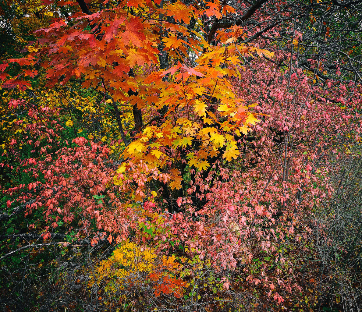 Olympus Zuiko Digital ED 12-60mm F2.8-4.0 SWD sample photo. Colors of autumn_v photography
