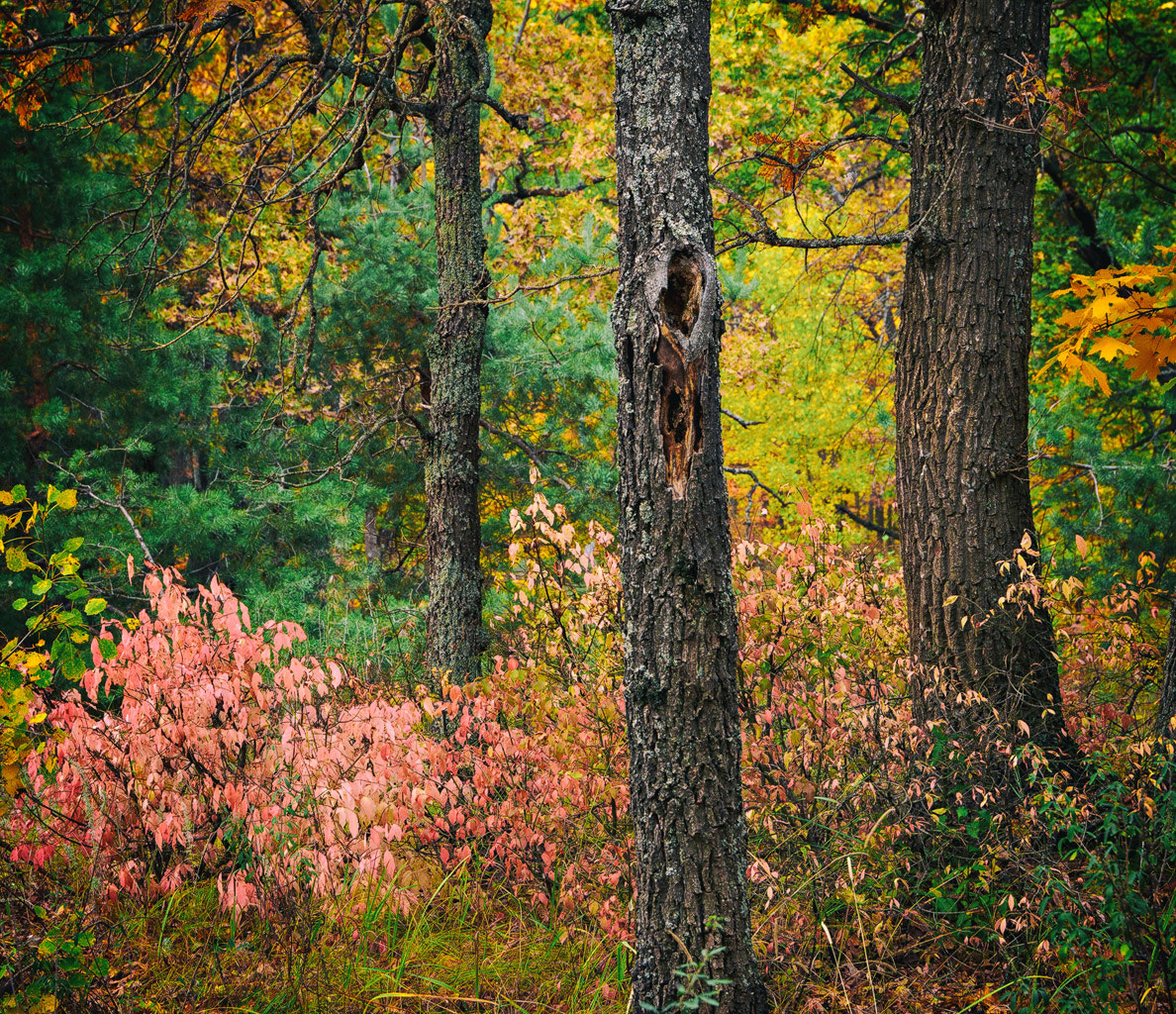 Olympus Zuiko Digital ED 12-60mm F2.8-4.0 SWD sample photo. Colors of autumn_iii photography