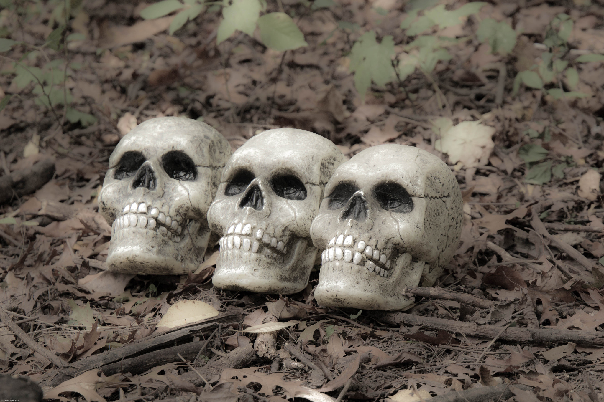 Canon EF 24-105mm F3.5-5.6 IS STM sample photo. 3 skulls photography