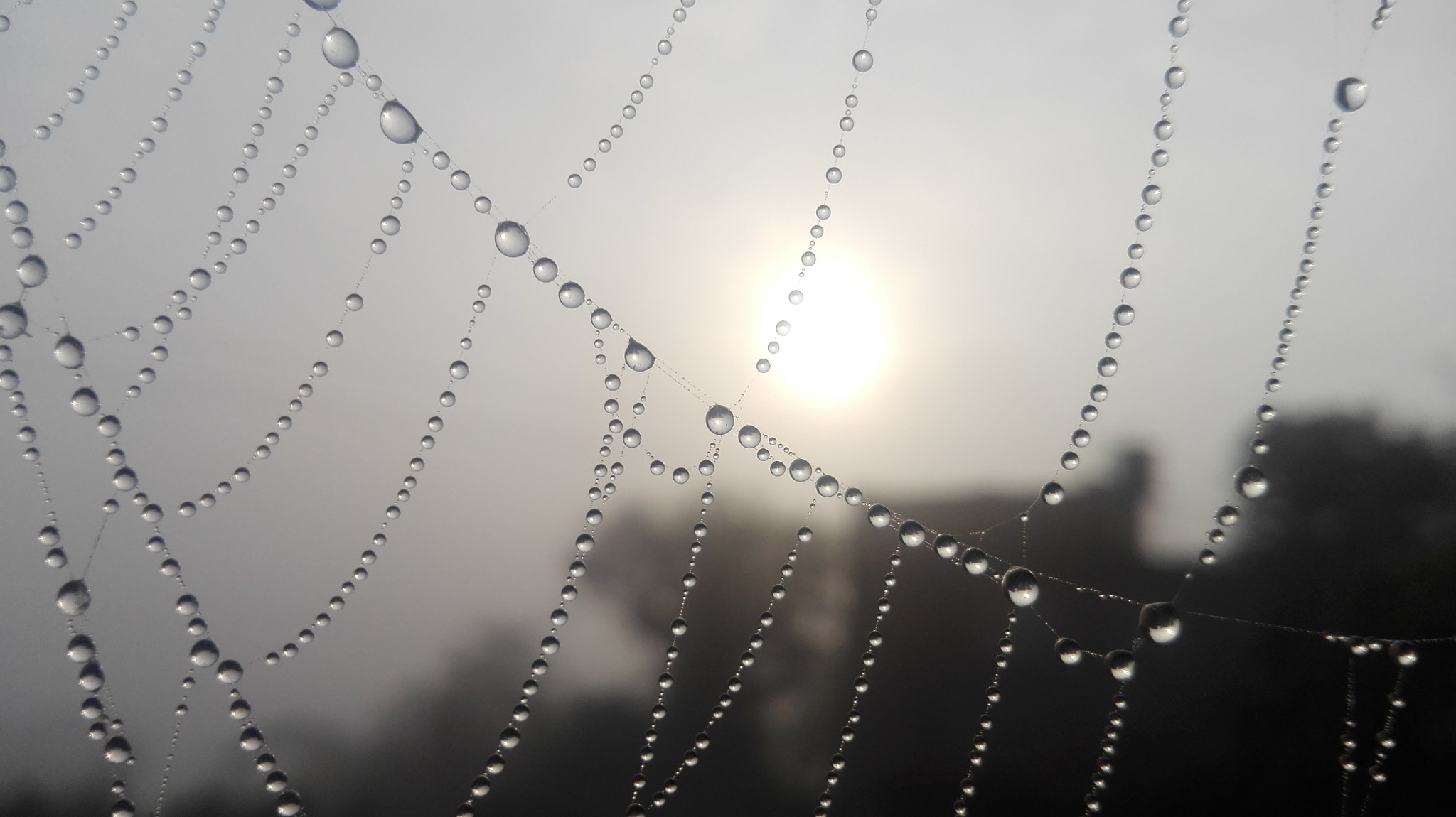 HUAWEI Cherry Mini sample photo. Watery web photography