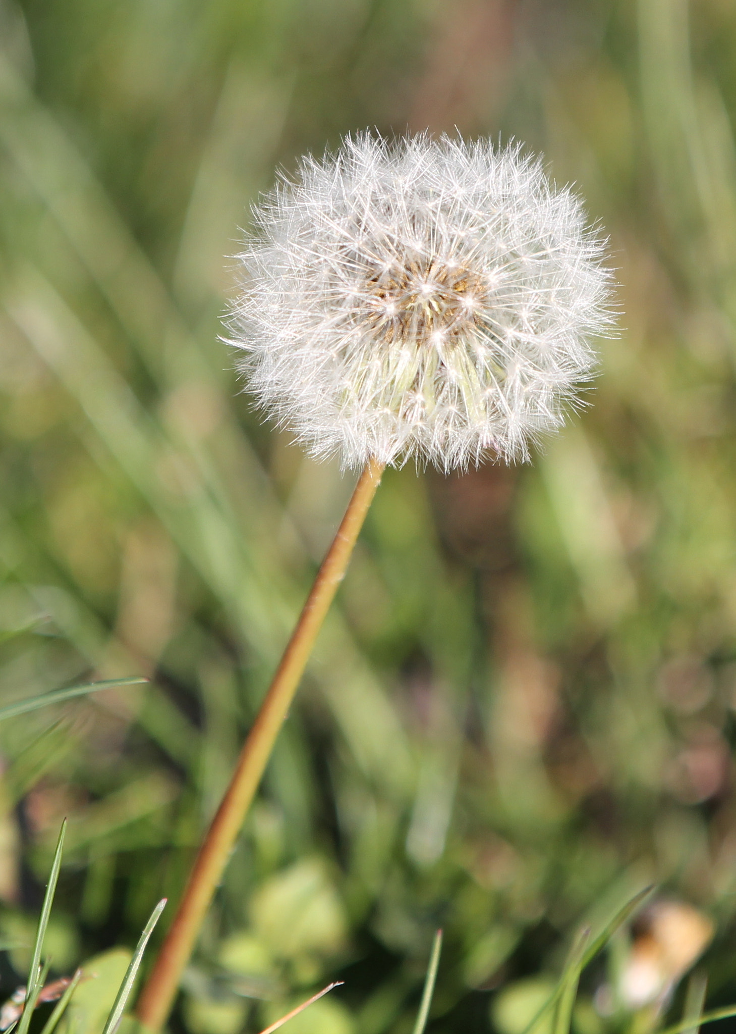 Canon EOS 550D (EOS Rebel T2i / EOS Kiss X4) sample photo. Flowers photography