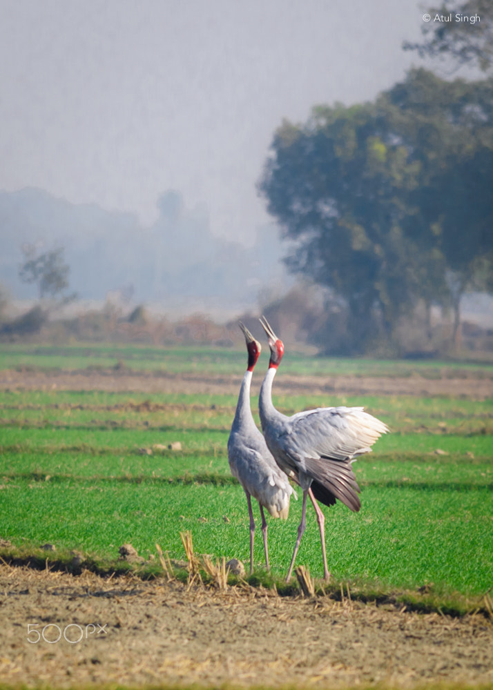 Nikon D810 + Nikon AF-S Nikkor 300mm F4D ED-IF sample photo. Calling sarus photography