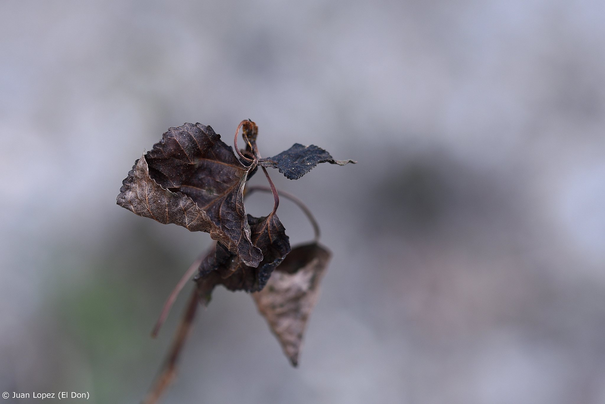 Sigma 105mm F2.8 EX DG OS HSM sample photo. Flower photography